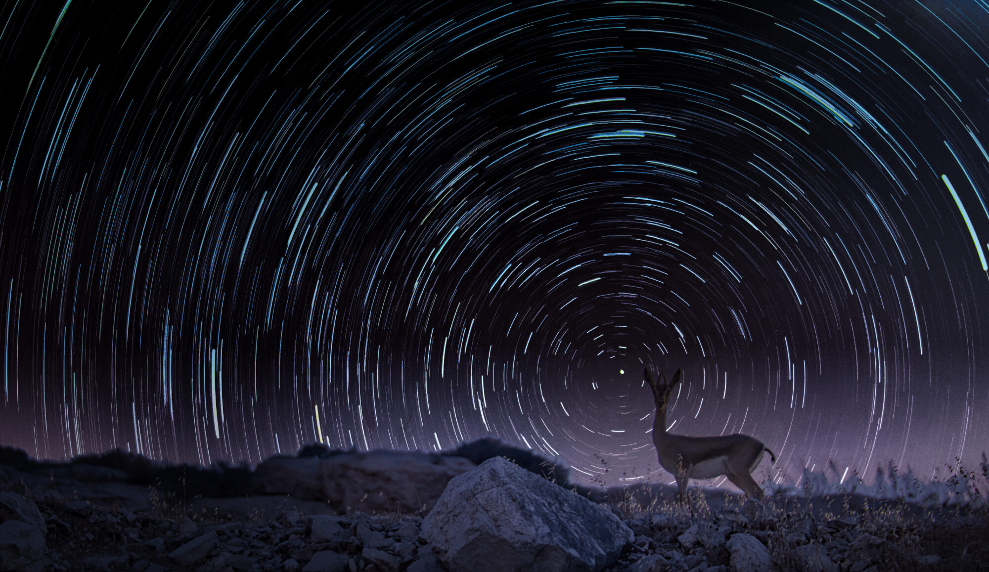 deer-time-lapse